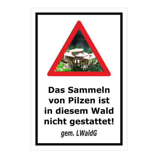 Schild Pilzesammeln verboten – Hinweis nach Landeswaldgesetz ‚Das Sammeln von Pilzen ist in diesem Wald nicht gestattet! gem. LWaldG‘ in weiß mit schwarzem Rahmen