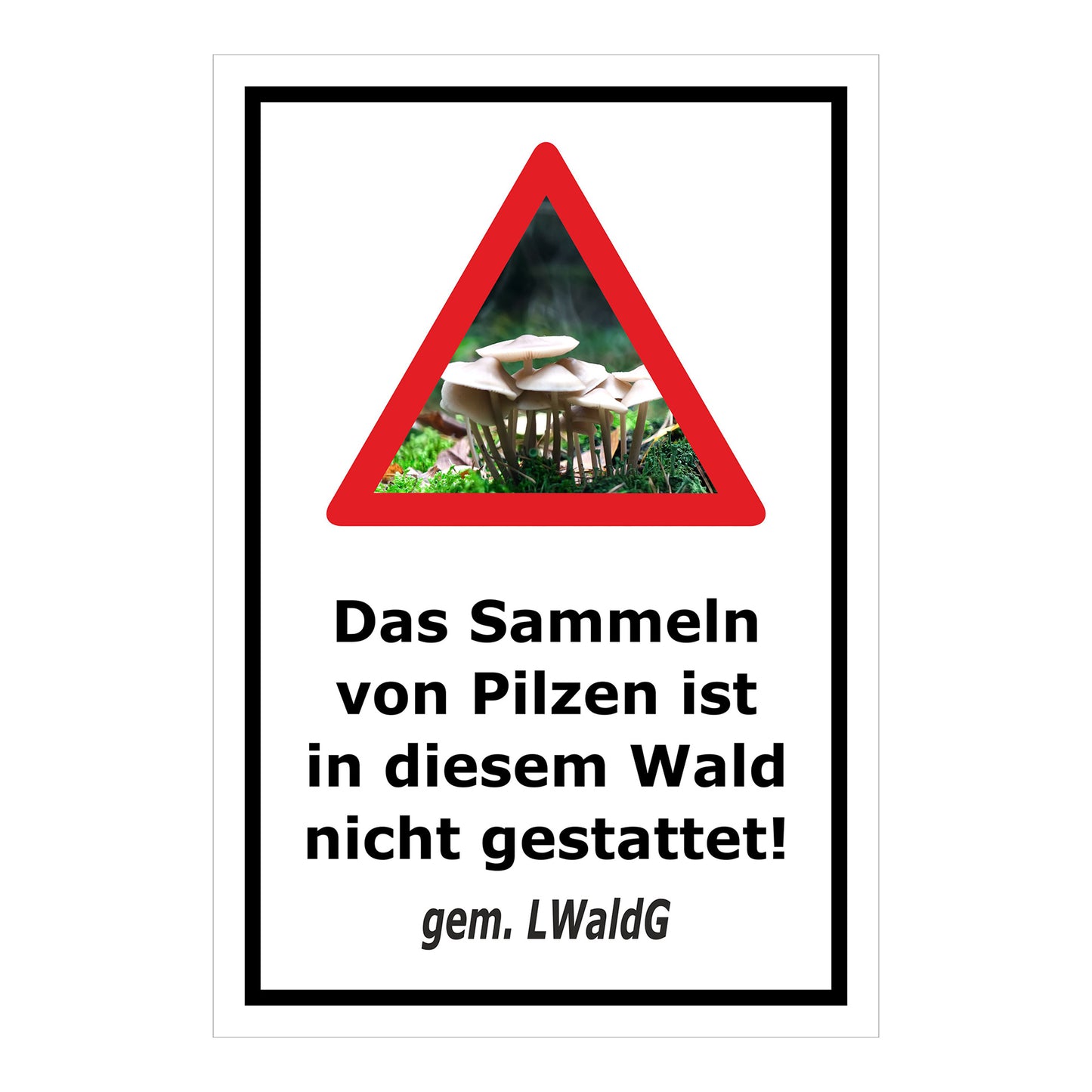 Schild Pilzesammeln verboten – Hinweis nach Landeswaldgesetz ‚Das Sammeln von Pilzen ist in diesem Wald nicht gestattet! gem. LWaldG‘ in weiß mit schwarzem Rahmen