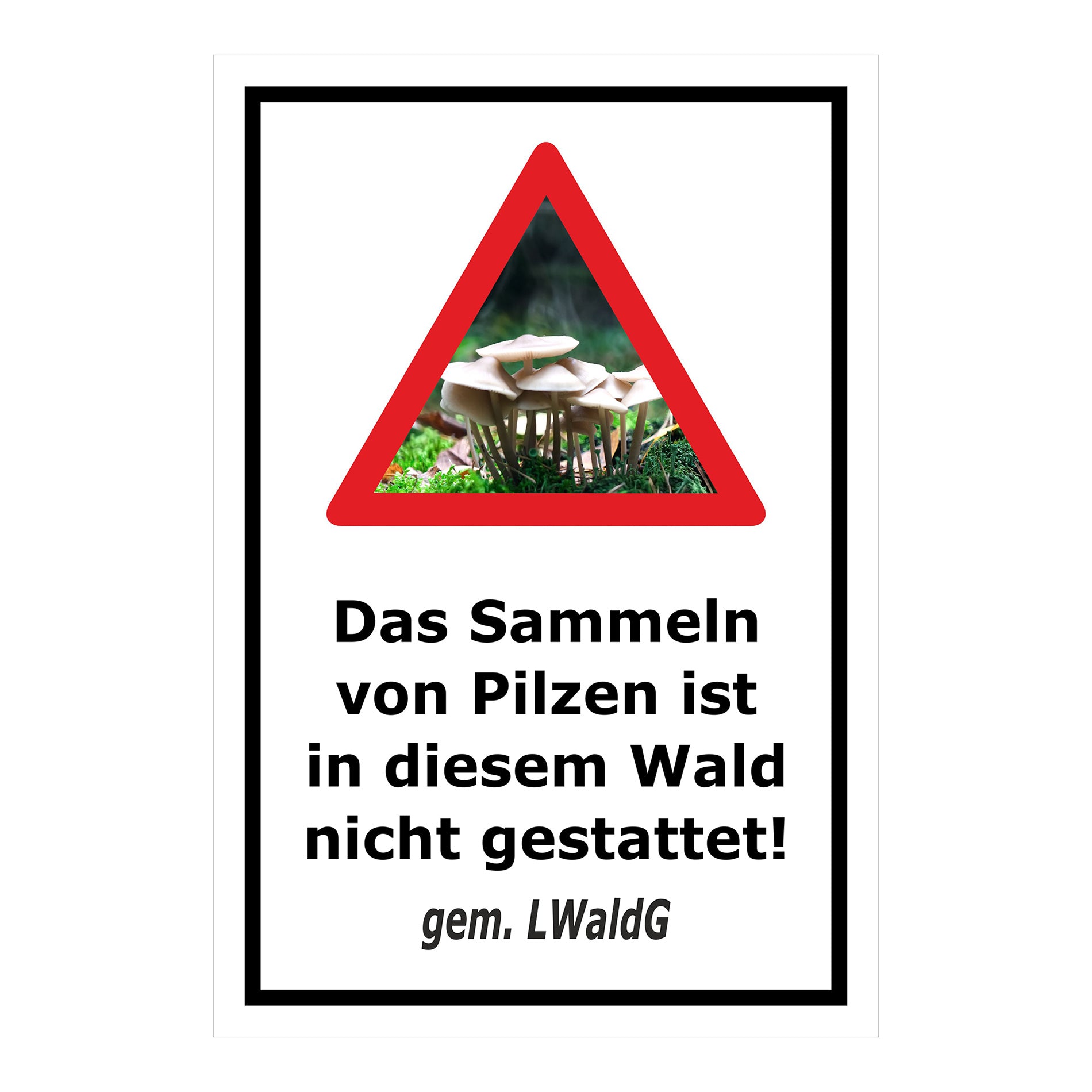 Schild Pilzesammeln verboten – Hinweis nach Landeswaldgesetz ‚Das Sammeln von Pilzen ist in diesem Wald nicht gestattet! gem. LWaldG‘ in weiß mit schwarzem Rahmen