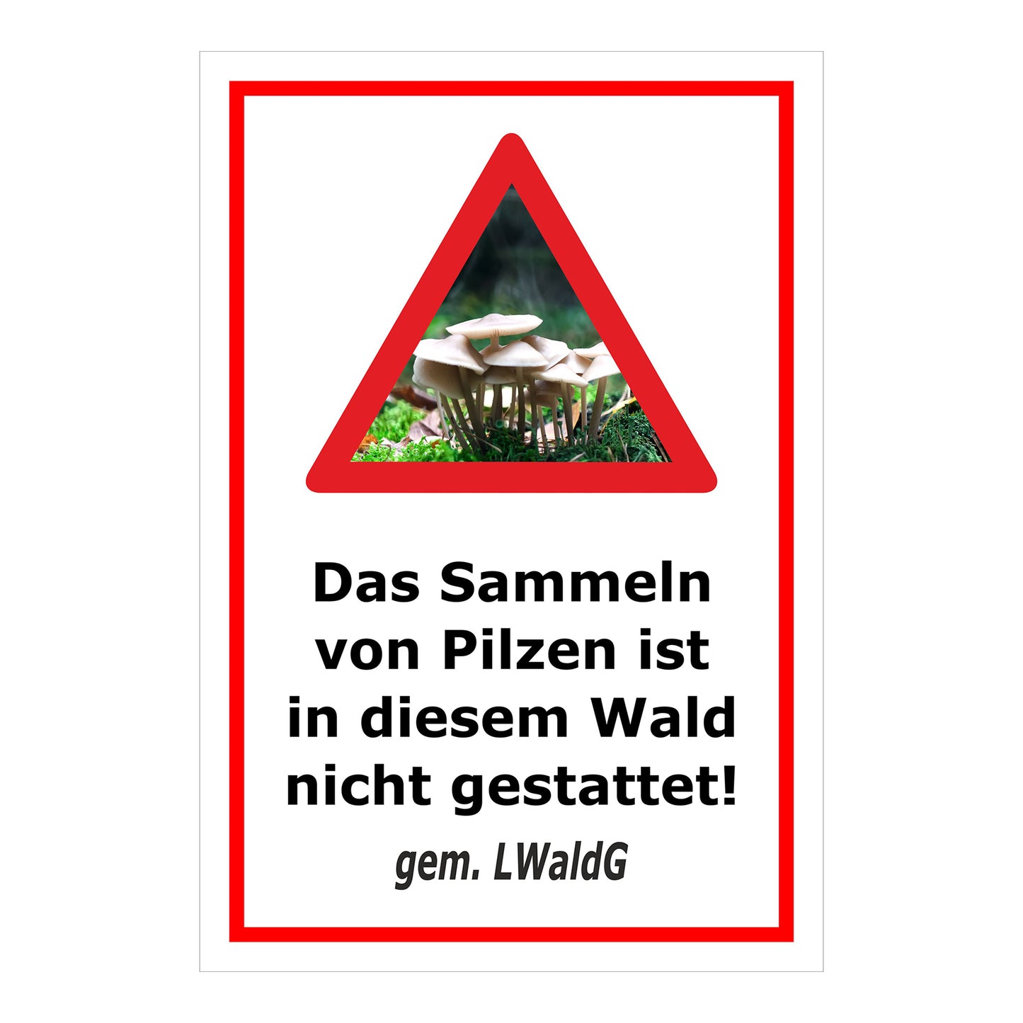 Schild Pilzesammeln verboten – Hinweis nach Landeswaldgesetz ‚Das Sammeln von Pilzen ist in diesem Wald nicht gestattet! gem. LWaldG‘ in weiß mit rotem Rahmen