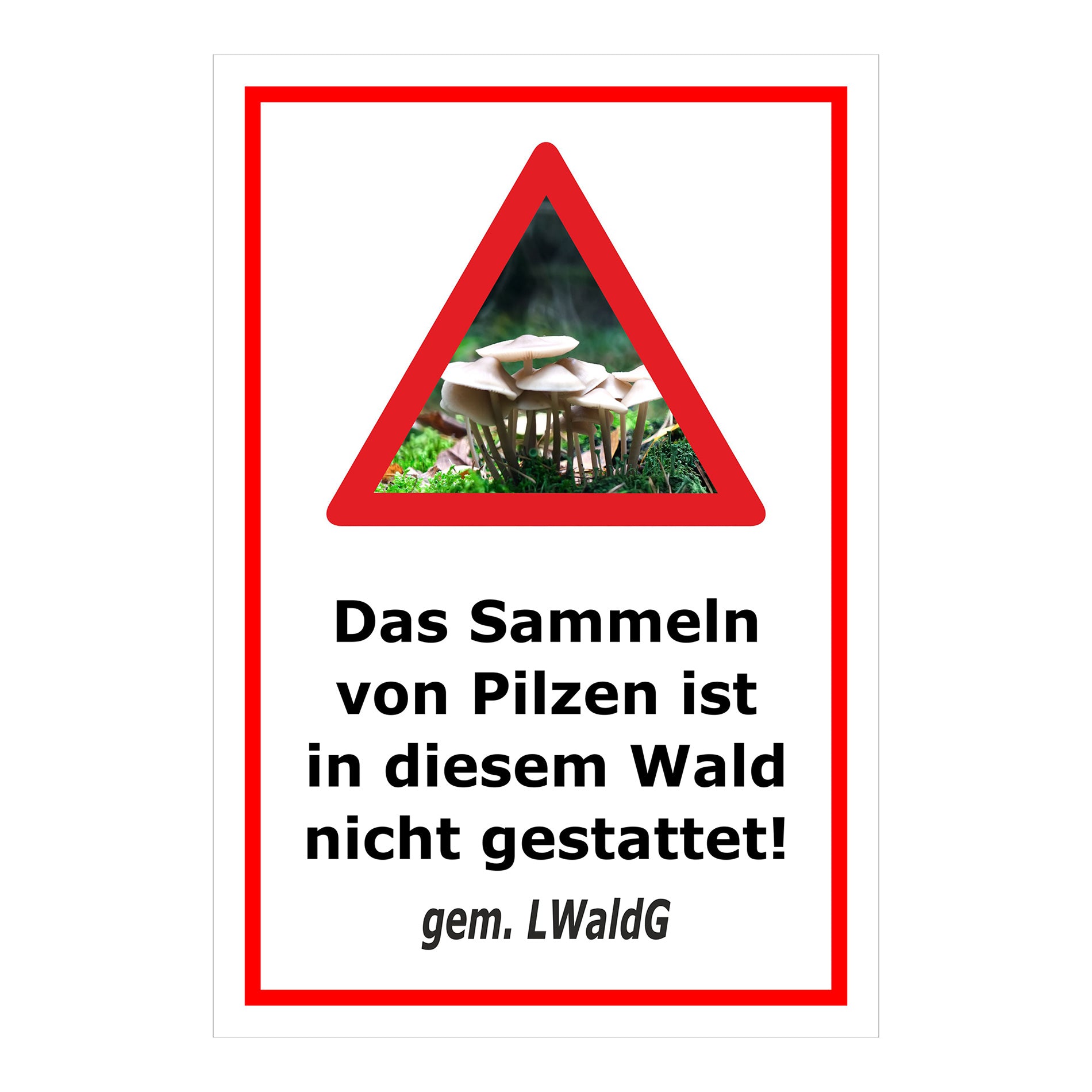 Schild Pilzesammeln verboten – Hinweis nach Landeswaldgesetz ‚Das Sammeln von Pilzen ist in diesem Wald nicht gestattet! gem. LWaldG‘ in weiß mit rotem Rahmen
