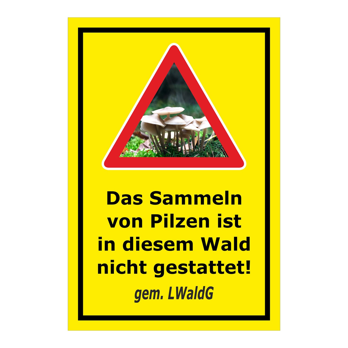 child Pilzesammeln verboten – Hinweis nach Landeswaldgesetz ‚Das Sammeln von Pilzen ist in diesem Wald nicht gestattet! gem. LWaldG‘ in gelb mit schwarzem Rahmen