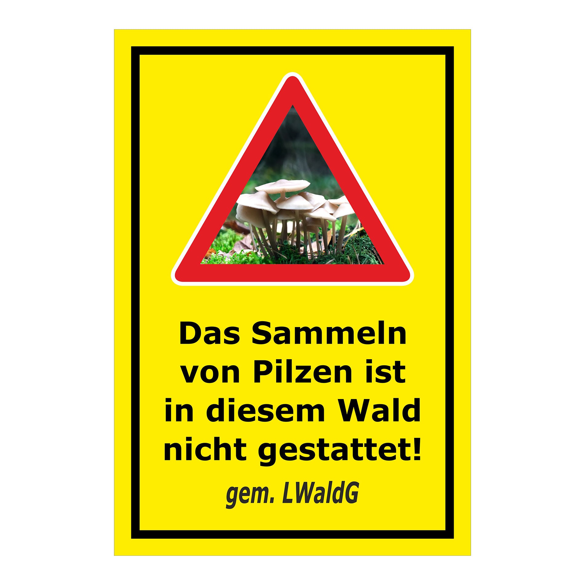child Pilzesammeln verboten – Hinweis nach Landeswaldgesetz ‚Das Sammeln von Pilzen ist in diesem Wald nicht gestattet! gem. LWaldG‘ in gelb mit schwarzem Rahmen