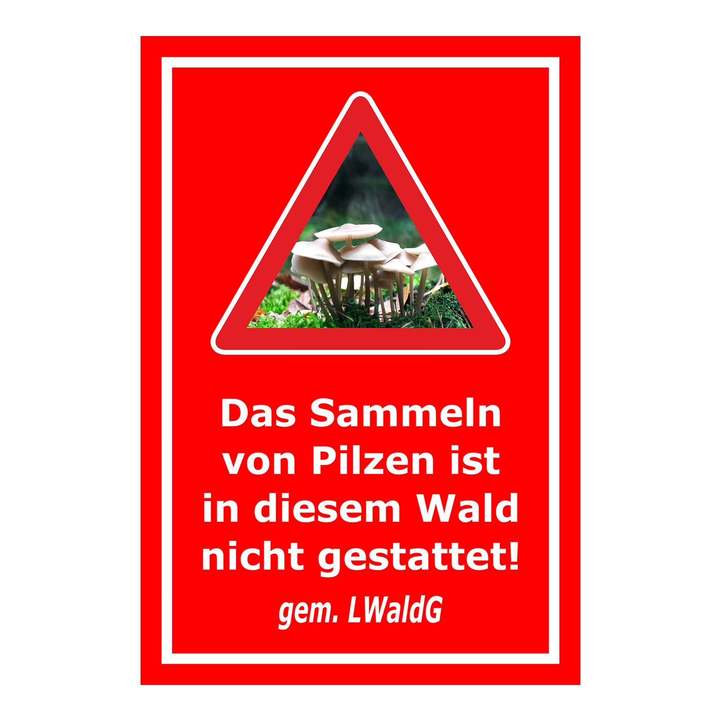 Schild Pilzesammeln verboten – Hinweis nach Landeswaldgesetz ‚Das Sammeln von Pilzen ist in diesem Wald nicht gestattet! gem. LWaldG‘ in rot mit weißer Schrift