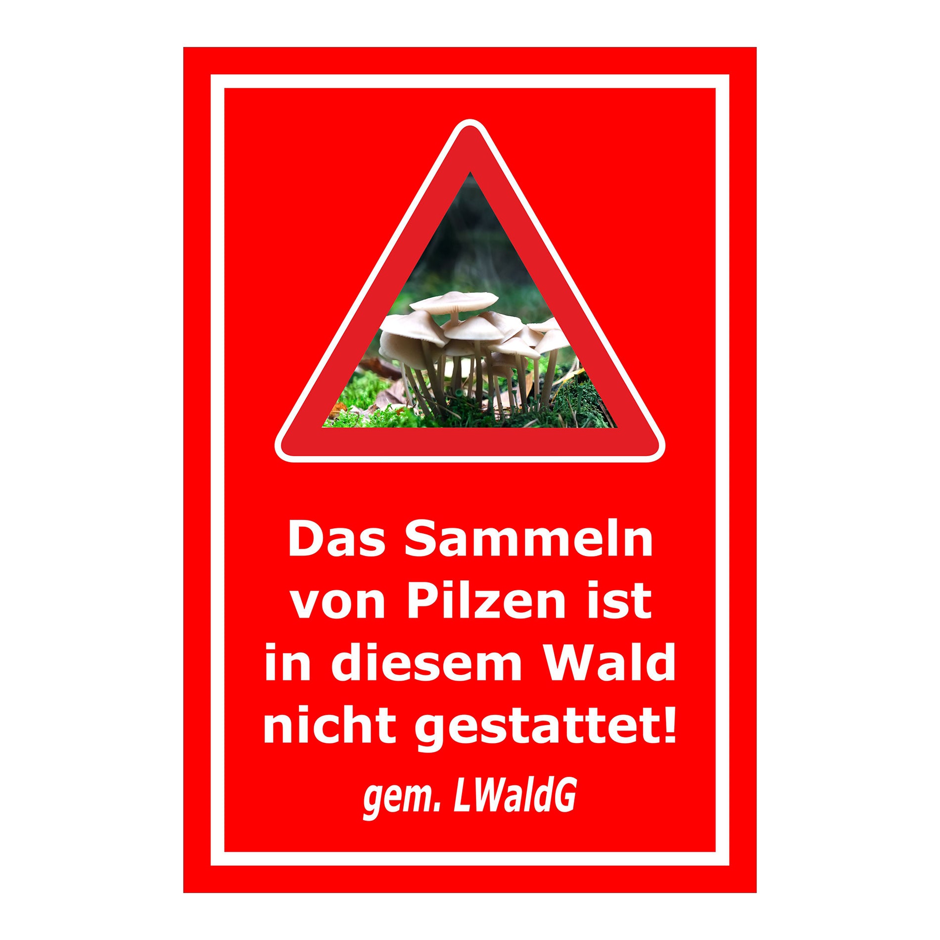 Schild Pilzesammeln verboten – Hinweis nach Landeswaldgesetz ‚Das Sammeln von Pilzen ist in diesem Wald nicht gestattet! gem. LWaldG‘ in rot mit weißer Schrift