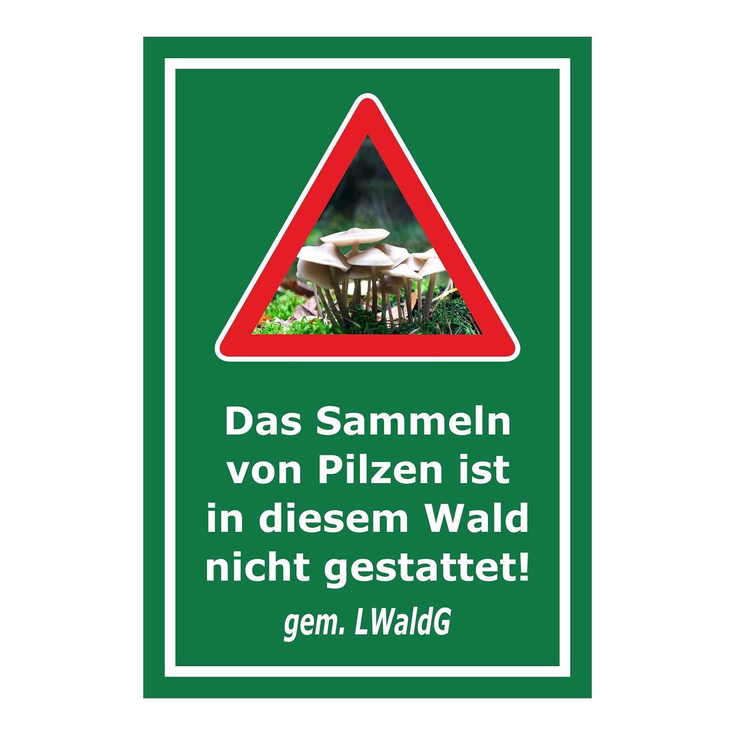 Schild Pilzesammeln verboten – Hinweis nach Landeswaldgesetz ‚Das Sammeln von Pilzen ist in diesem Wald nicht gestattet! gem. LWaldG‘ in grün mit weißer Schrift