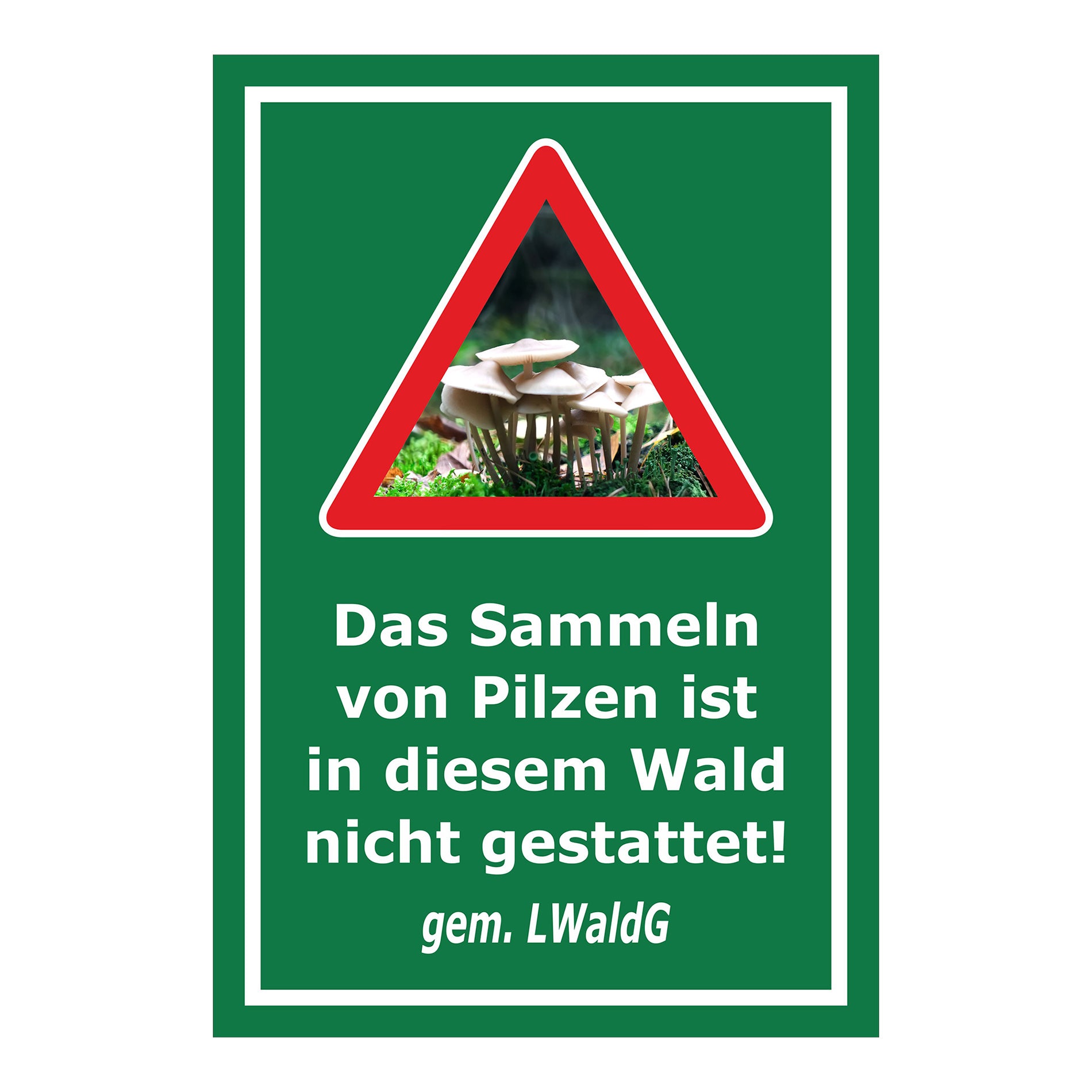 Schild Pilzesammeln verboten – Hinweis nach Landeswaldgesetz ‚Das Sammeln von Pilzen ist in diesem Wald nicht gestattet! gem. LWaldG‘ in grün mit weißer Schrift