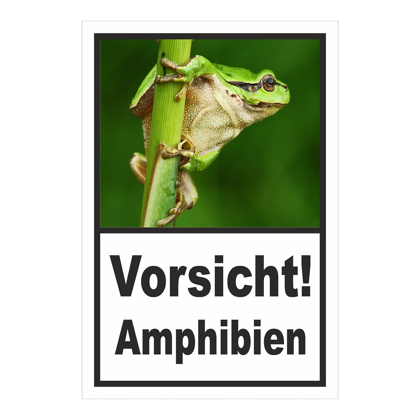 Schild Amphibien Vorsicht Hinweis mit Froschmotiv ‚Vorsicht! Amphibien‘ in Weiß mit schwarzem Rand