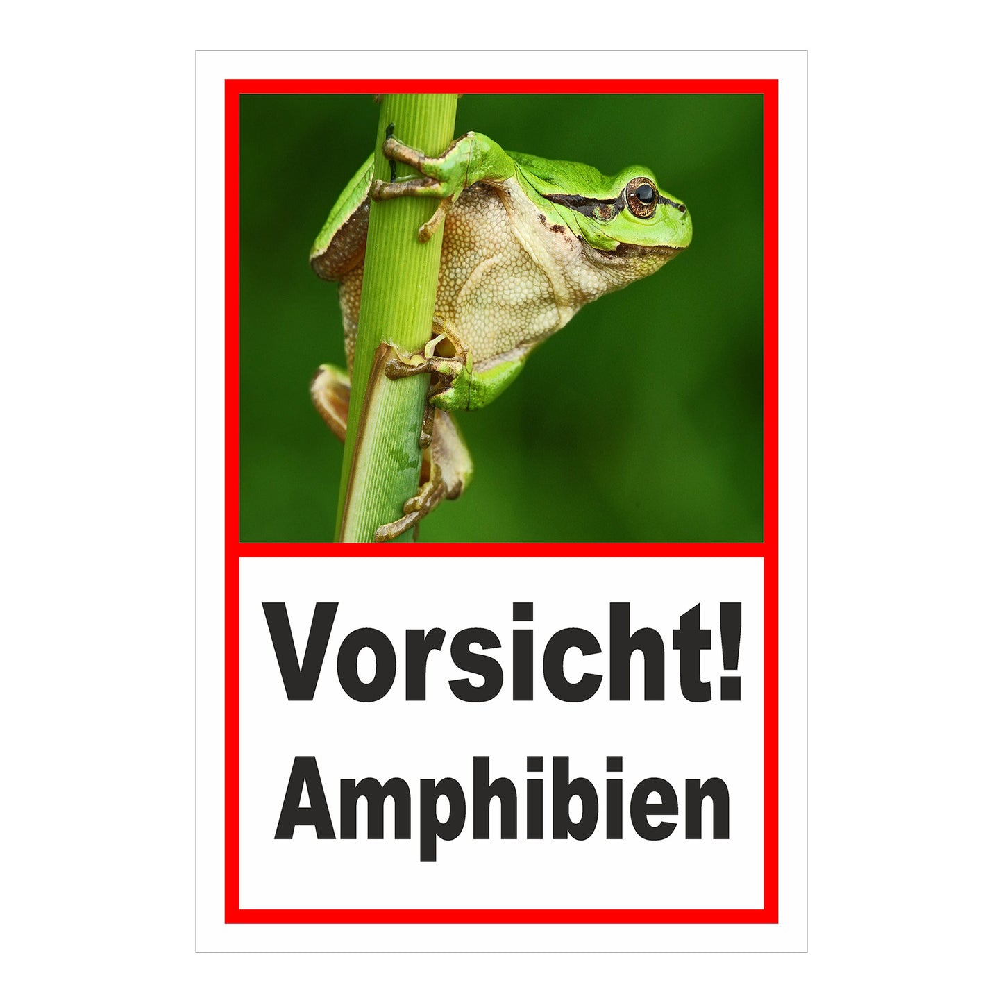 Schild Amphibien Vorsicht Hinweis mit Froschmotiv ‚Vorsicht! Amphibien‘ in Weiß mit rotem Rand