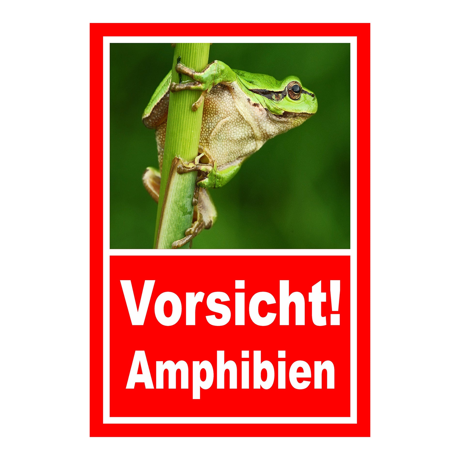 Schild Amphibien Vorsicht Hinweis mit Froschmotiv ‚Vorsicht! Amphibien‘ in Rot mit weißer Schrift