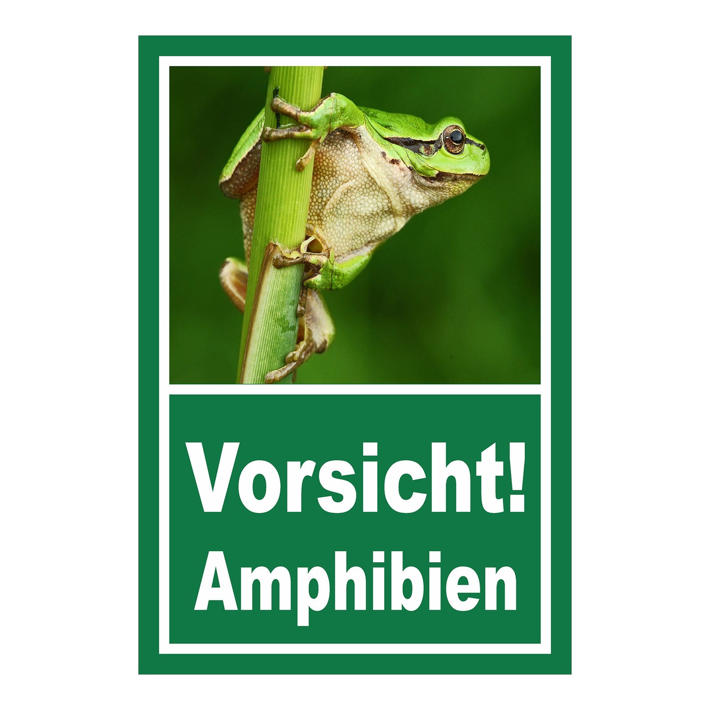 Schild Amphibien Vorsicht Hinweis mit Froschmotiv ‚Vorsicht! Amphibien‘ in Grün mit weißer Schrift
